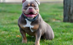 Prohibidos los American Bully