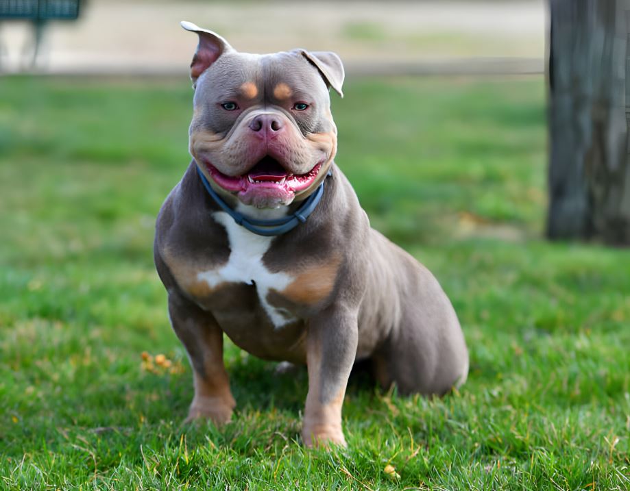 Prohibidos los American Bully en Reino Unido por esta razon