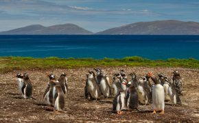 Islas Malvinas