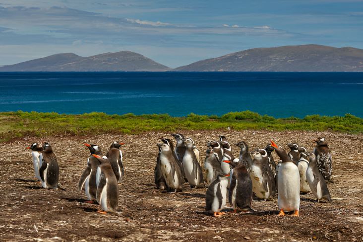 Islas Malvinas